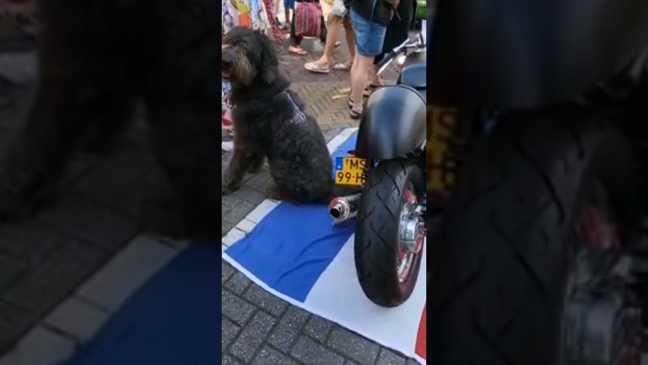 Fiat 500l 1968, Suzuki Zr 50 slp 1982, Moto-guzzi 1000 sp 1980, Fiat 900t 1979, Vintage Cars and dog