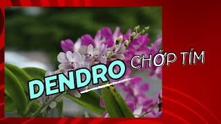 Lan dendro chớp tím - hoa nở 2 tháng vẫn chưa tàn