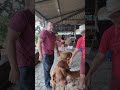 Dogue de bordeaux de 80 kg, quase morri para levantar!!! Filhotes disponíveis