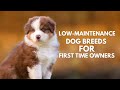 10 Low-Maintenance Dog Breeds for First-Time Owners