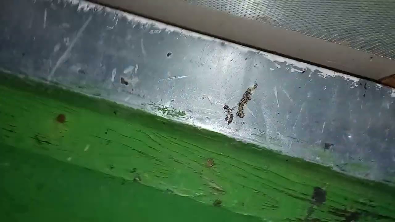 نصيحة لكل نحال بها لخلية لانسترونغ كيف يمكن تحضير الخلية لتفادي الرطوبة وتهوية الخلية