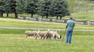 Faansie  Basson, and Finn Soldier Hollow Classic Sheepdog Trial 
