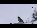 Barred owl being mobbed by mocking birds during hurricane elsa