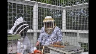 Science Cafe: Beekeeping in the City