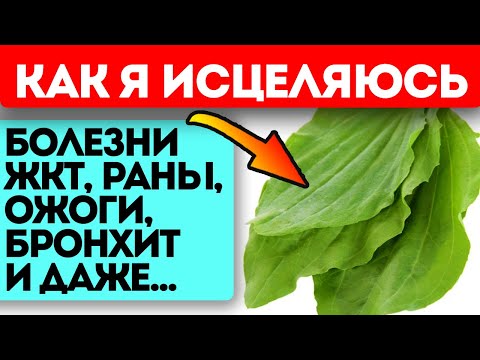 Вот это да! Простой подорожник не только затягивает раны, а лечит даже тяжелые…