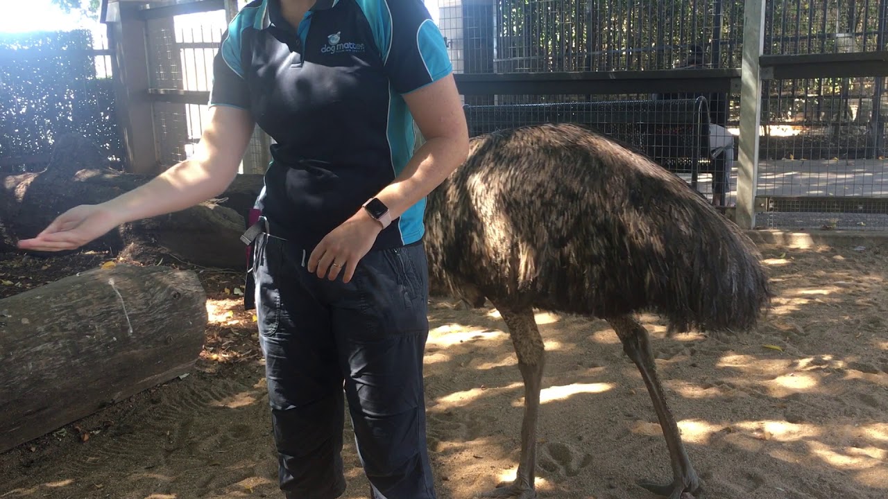 Apple the Emu working on conditioning physical touch