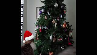 Funny Video Cat Attack Christmas Tree.... Part 6
