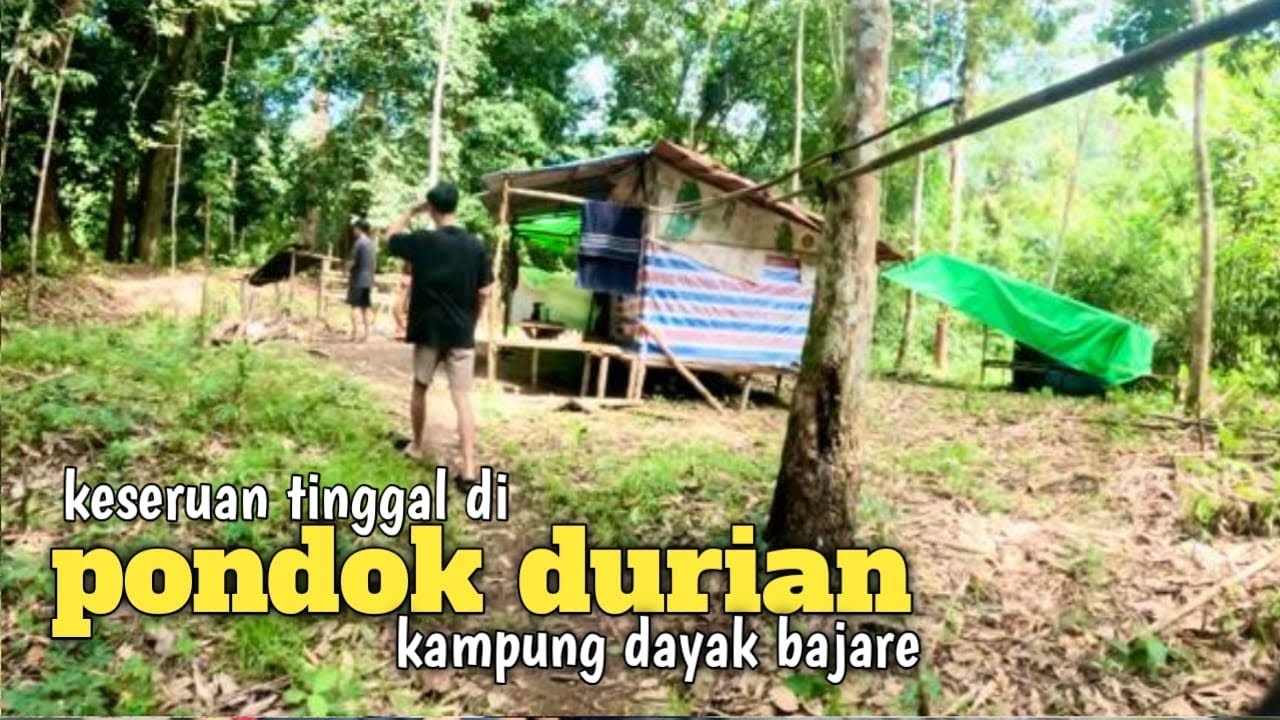 Warga dayak bajare menunggu durian runtuh dipondok tengah hutan