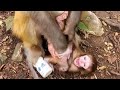 Poor Monkey Baby Crying Loudly For Forcing To Wean From Mom Monkey