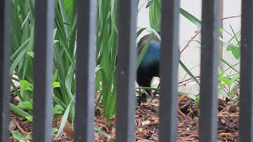 Grackle eating snake