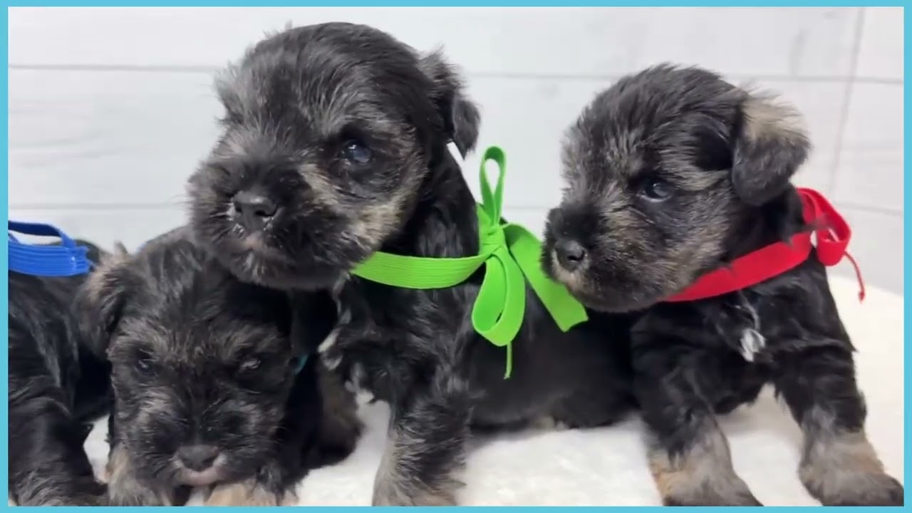 746764 M・シュナウザー - YouTube