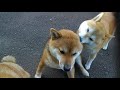 大きくなってもお母さん (2019)