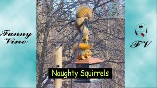 These squirrels are totally hilarious | Funny squirrels video compilation | FunnyVineWorld