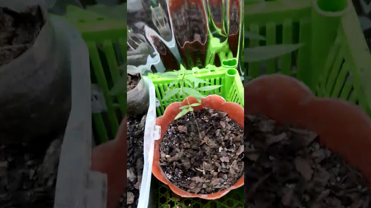 Mi primer cultivo casero de cannabis