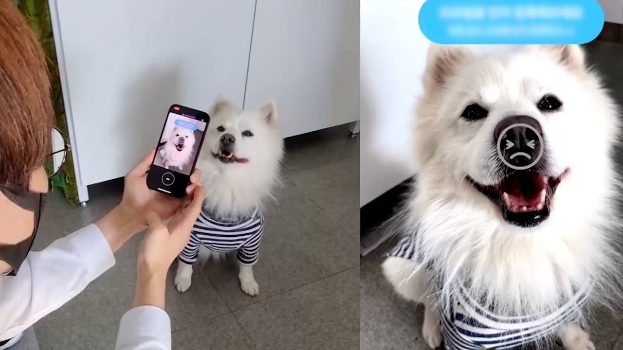 app-that-uses-dog-nose-prints-to-find-lost-pets-the-henry-ford-s
