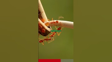 What Can Ants Teach Us About Life?