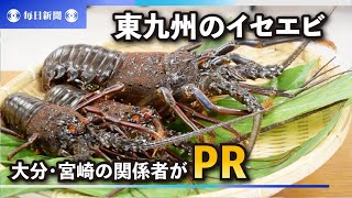 「ちょっと高級」東九州のイセエビ食べて　大分・宮崎の関係者がPR