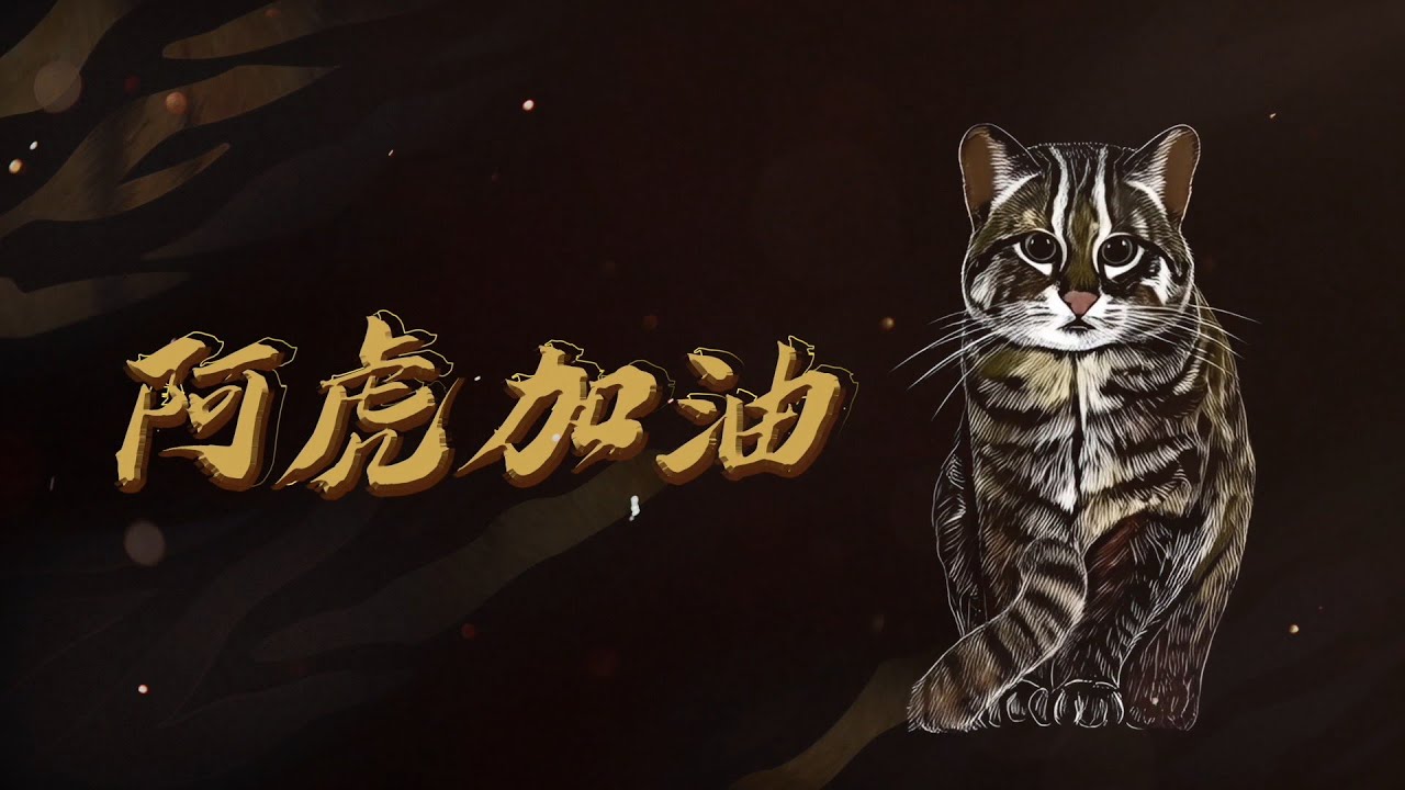 《#阿虎加油》五隻石虎媽媽的傳奇故事│完整版│SET Wildlife