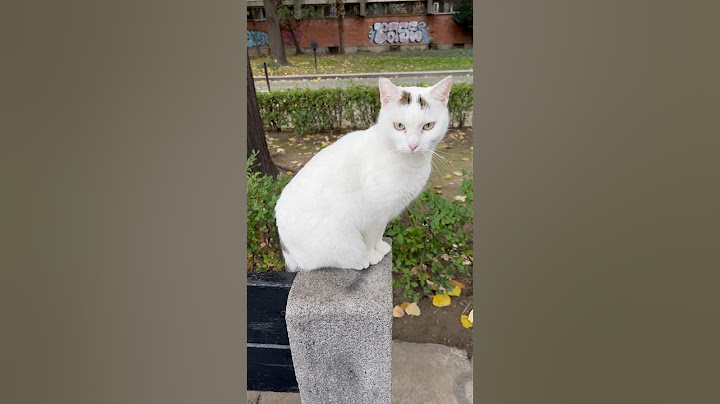 Cats have the most beautiful eyes in the world #iniko #kediler #keşfet