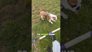 English Bulldog Vs Dog Agility Jump #englishbulldog  #pets #animals