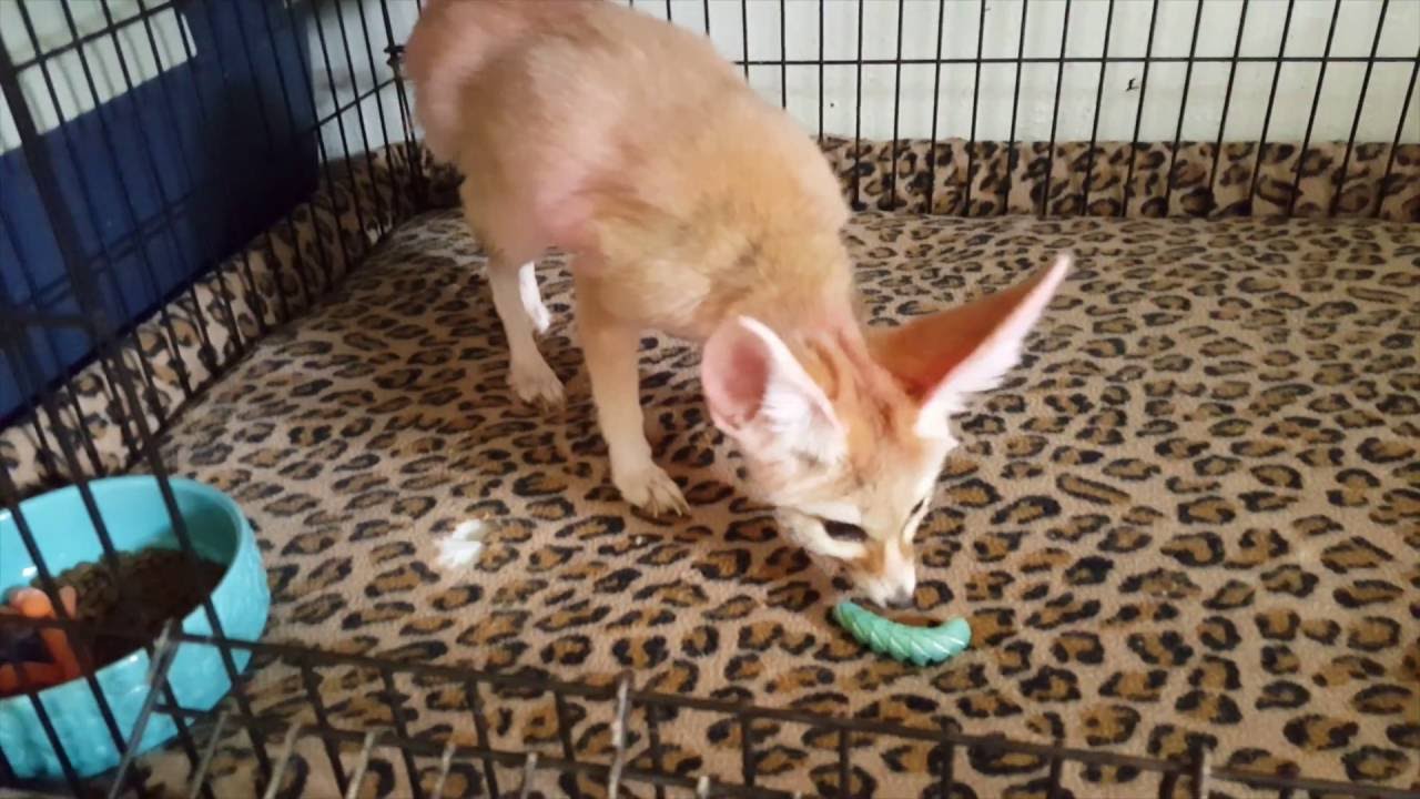 pets and animals for sale Fennec Fox vs Hornworm