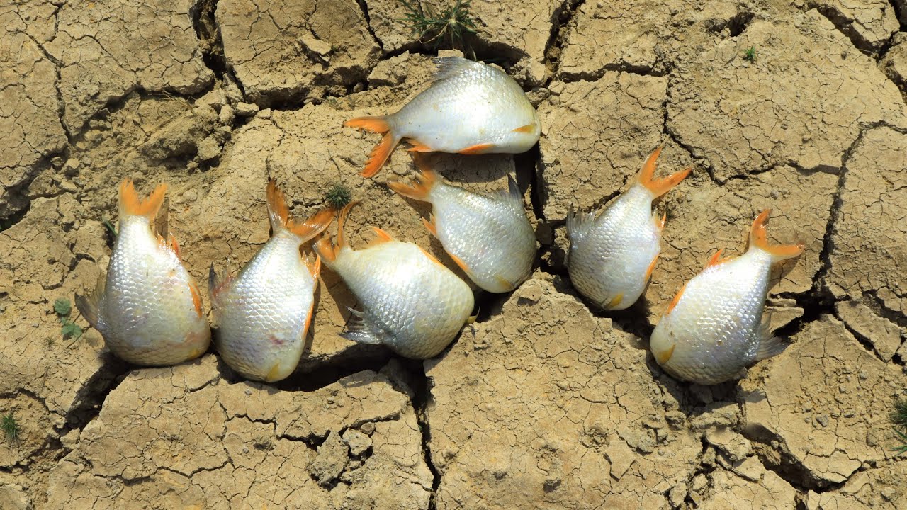 Finding Catching Fishes Hide Underground Dry Land In Dry Season - Season Dry Fishing
