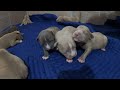 My LouisV/Daxline American Bully Puppy update!!!