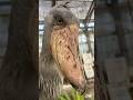 今日のおはよう&おつかれふたば(2026.7.14)【掛川花鳥園公式】