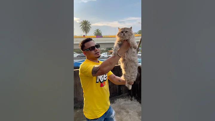 Watch the video about Semi Adult Persian Cat Sale Low Price. #pets #cat
