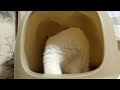 かご猫ライブ191101