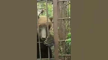 北海道　罠に掛かったヒグマ　#北海道　#ヒグマ　#熊　#羆　#キムンカムイ　#bear