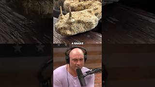 Joe Reacts To A Spider-Tailed Horned Viper