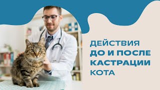 Кастрация И Стерилизация Питомца: Подготовка И Уход За Собакой И Кошкой 🐾