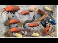 Hunting Big worms,Millipedes,toad,Beetle 🐛#insects #animal #nature #pet #wildlife #Millipedes 🦗🐛