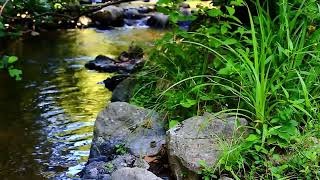 River stream and relaxing nature sounds, forest sounds with chirping birds. screenshot 3
