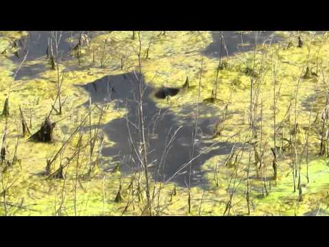 Carolina Grasshopper courtship display