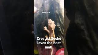 Crested Geckos' enjoying its new heat mat #shorts #crestedgecko Crested Geckos' enjoying its new heat mat #shorts #crestedgecko