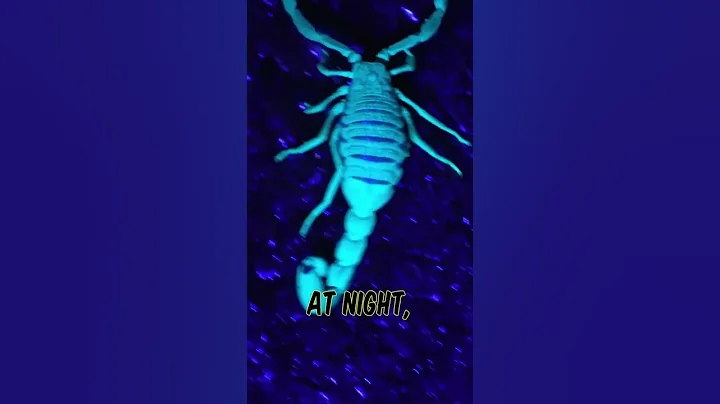 The TIKI UV is the perfect companion for any keychain! #edc #shorts #fyp