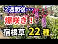 【ガーデニング】たった2週間でここまで咲く!?華やかさ別格!あふれて咲く宿根草22種の紹介!プロが植えてるのはコレ!あしかがフラワーパーク!【 Gardening】