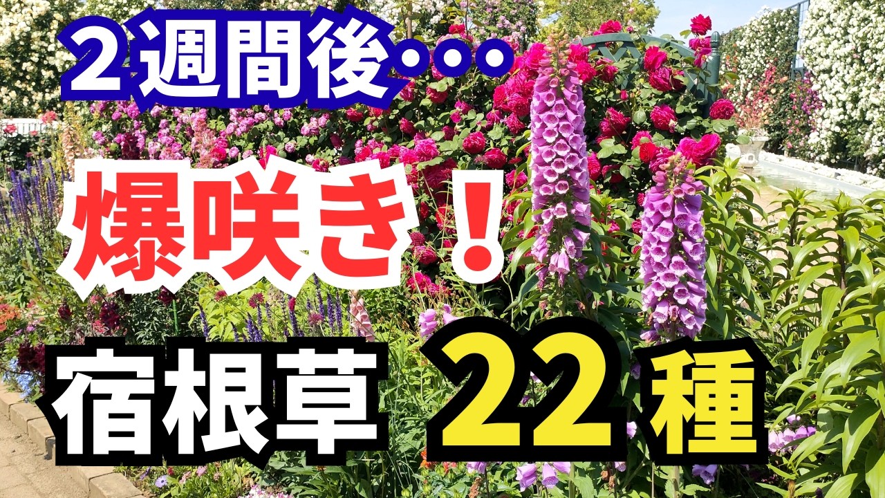 【ガーデニング】たった2週間でここまで咲く!?華やかさ別格!あふれて咲く宿根草22種の紹介!プロが植えてるのはコレ!あしかがフラワーパーク!【 Gardening】