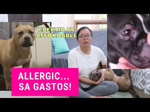 American Bully Food Allergies and Hives - Home Remedies