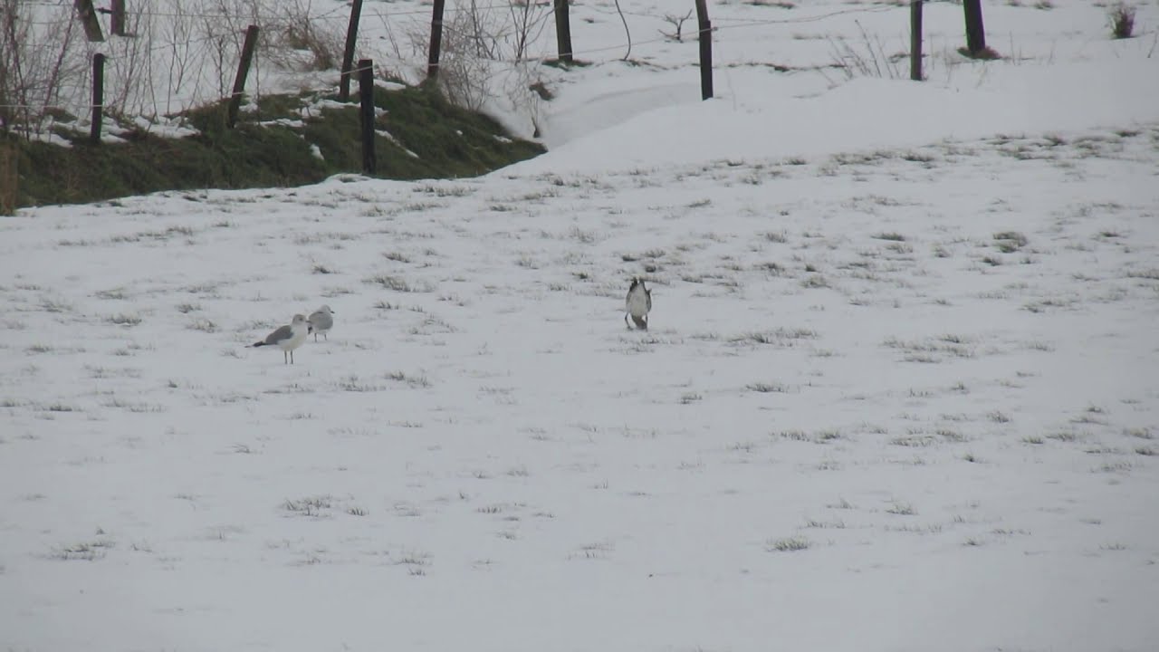 Wulp (Numenius arquata), Curlew and seagull fighting in snow (February '21)