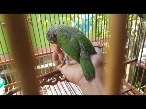 #Takur bultok gacor #Lineated barbet #นกโพระดกธรรมดา