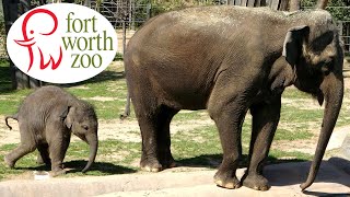 Fort Worth Zoo Tour & Review with The Legend