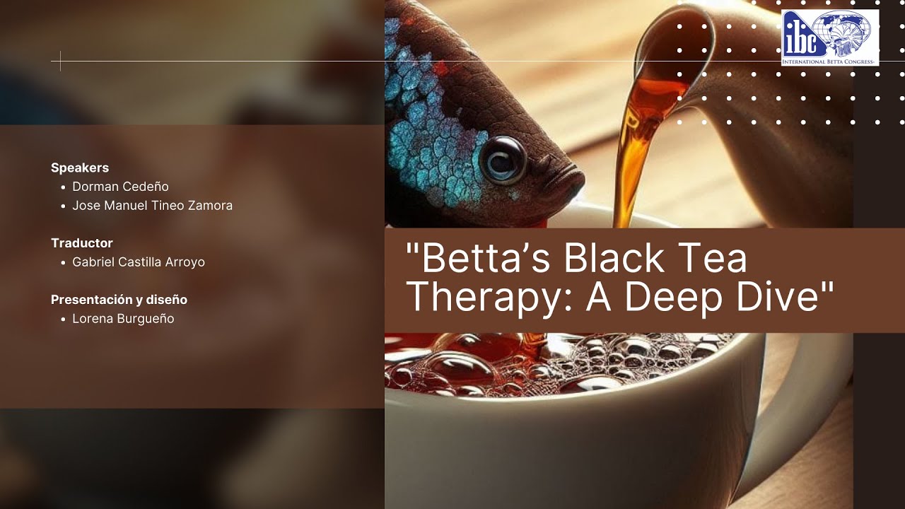 Betta’s Black Tea Therapy / Terapia de Té Negro en Bettas - YouTube