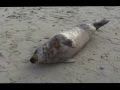 Extremely Rare Baltic Seal | Очень редкий балтийский тюлень