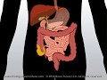 Digestive System Song 