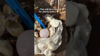 whats the one plant you cant keep alive?🤨#PlantTok #houseplants #beginnerplants #planttips #canada