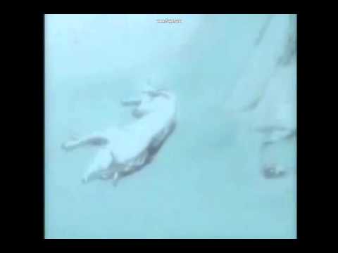 Wolf's Rain last episode tribute