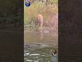 Detik menegangkan ‼️ Harimau salah sasaran bikin kaget #animals #shorts